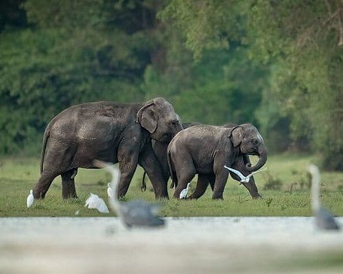 Kumana National Park: The Untamed Eastern Safari