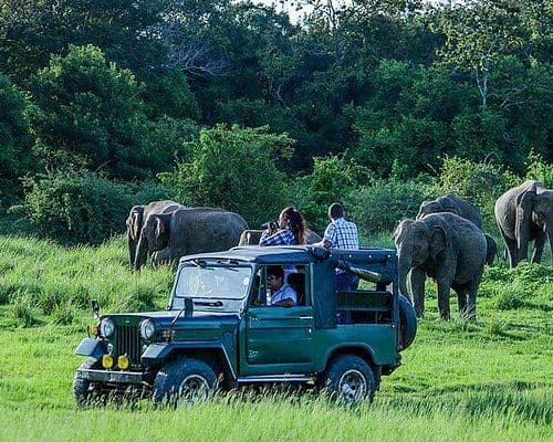 Arugam Bay Wilderness The Kumana Safari Experience